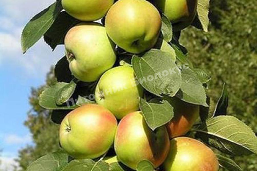 Яблоня Икша