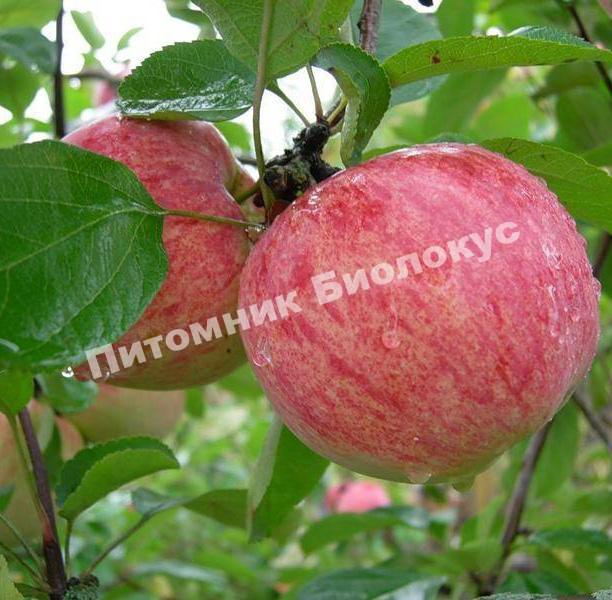 Яблоня Коричное Полосатое