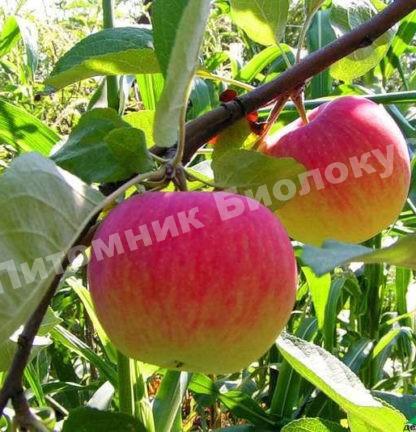Яблоня Медуница