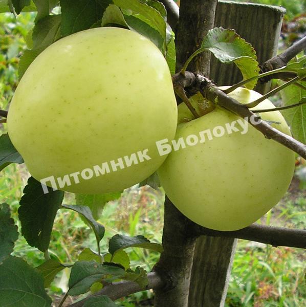 Яблоня Народное