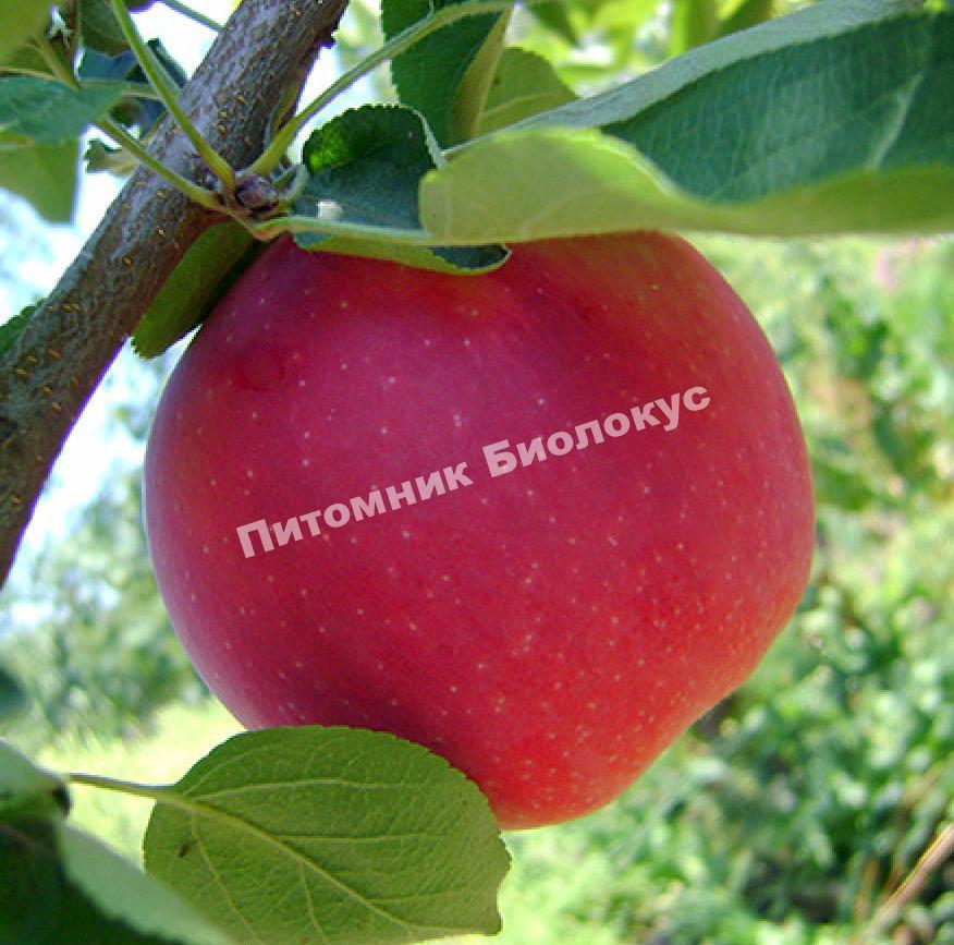 Яблоня Пепин шафранный