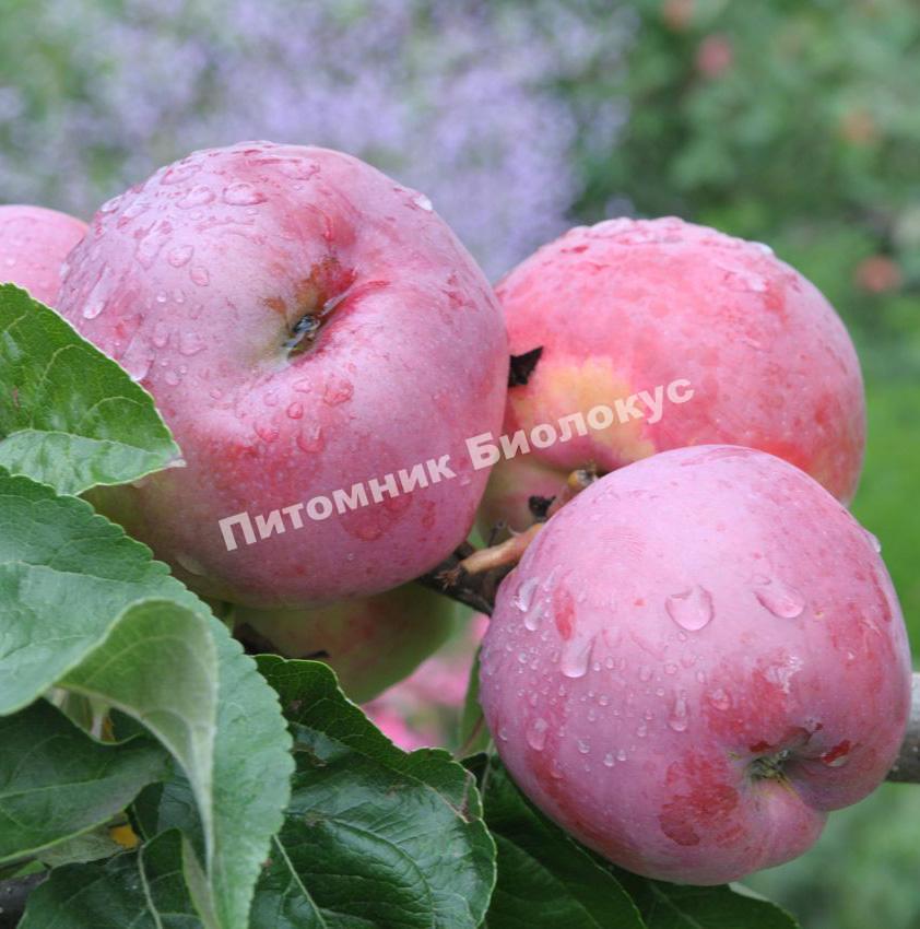 Яблоня Подарок Графскому