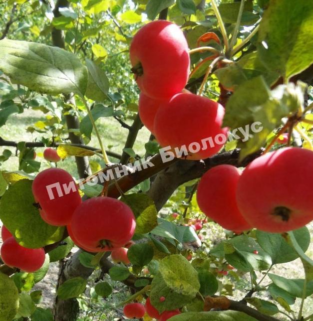 Яблоня Ранетка Пурпуровая