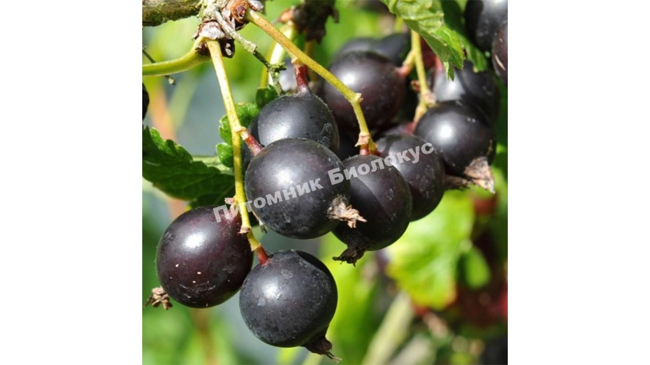 Йошта Йохини