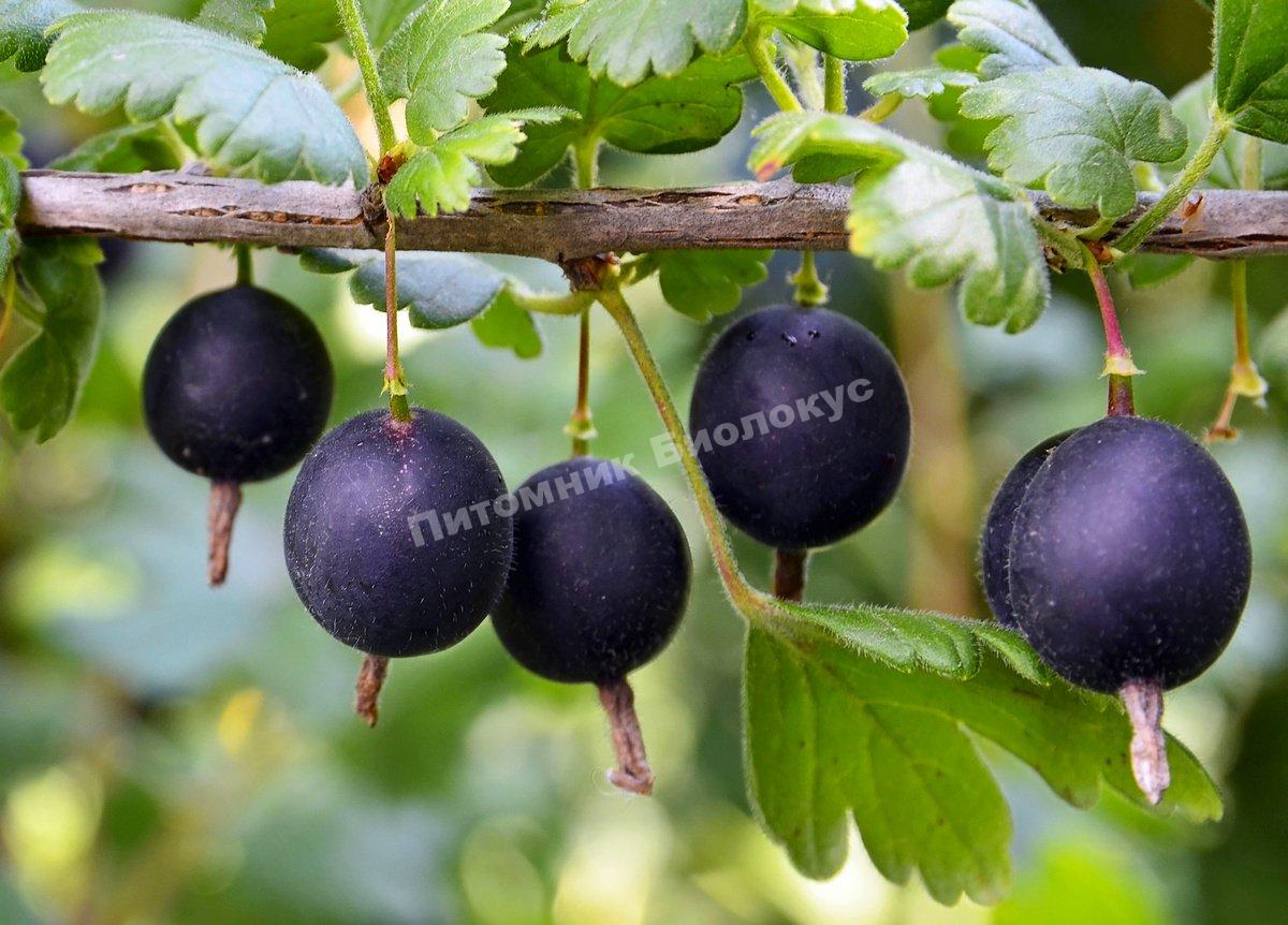 Йошта Йостин