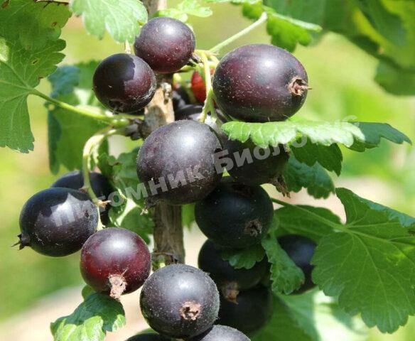 Йошта Крома