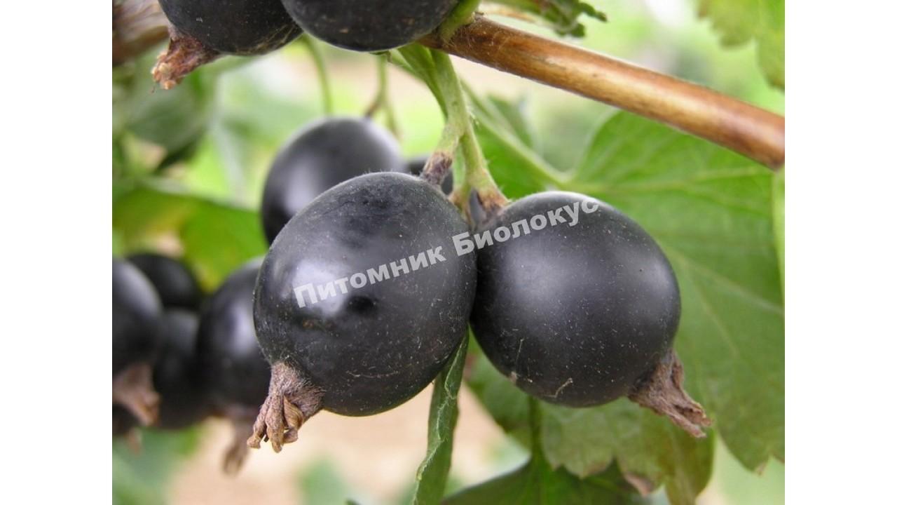 Йошта Крона