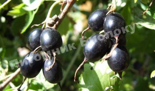 Йошта Крондаль