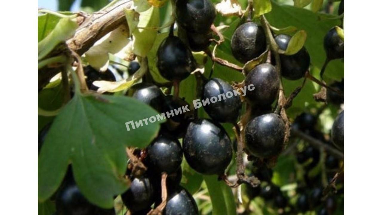 Йошта Рекст