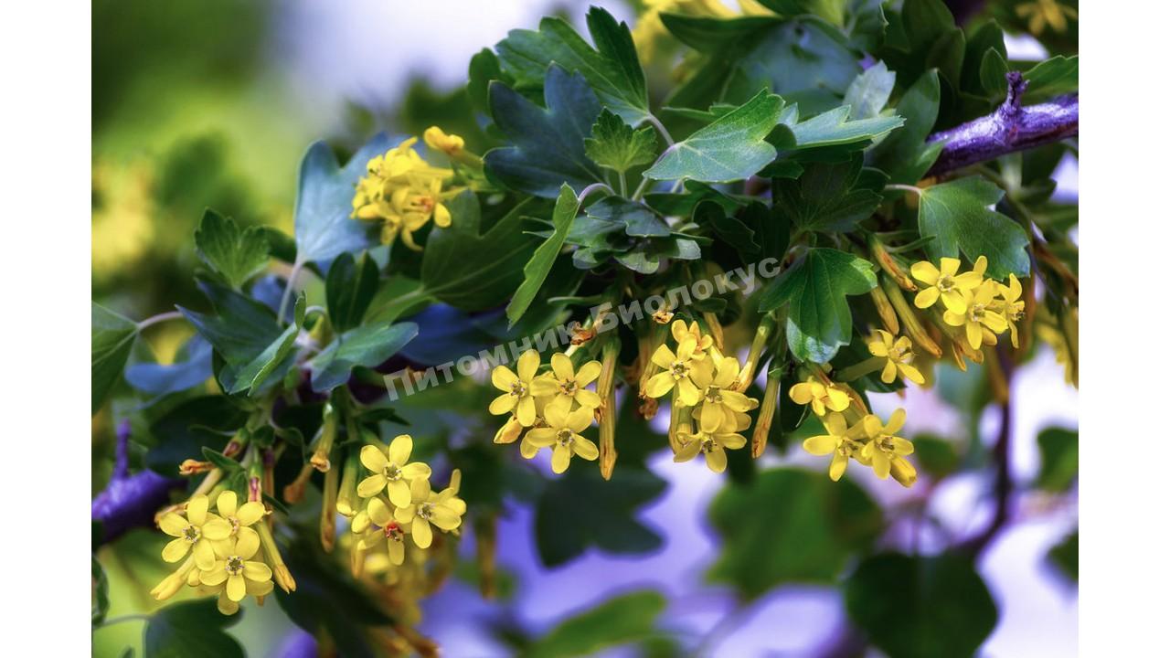 Йошта Крупплодная