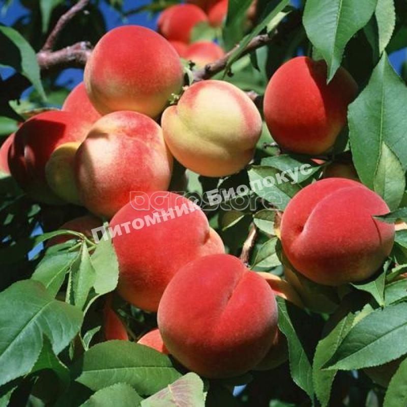 Персик Кардинал