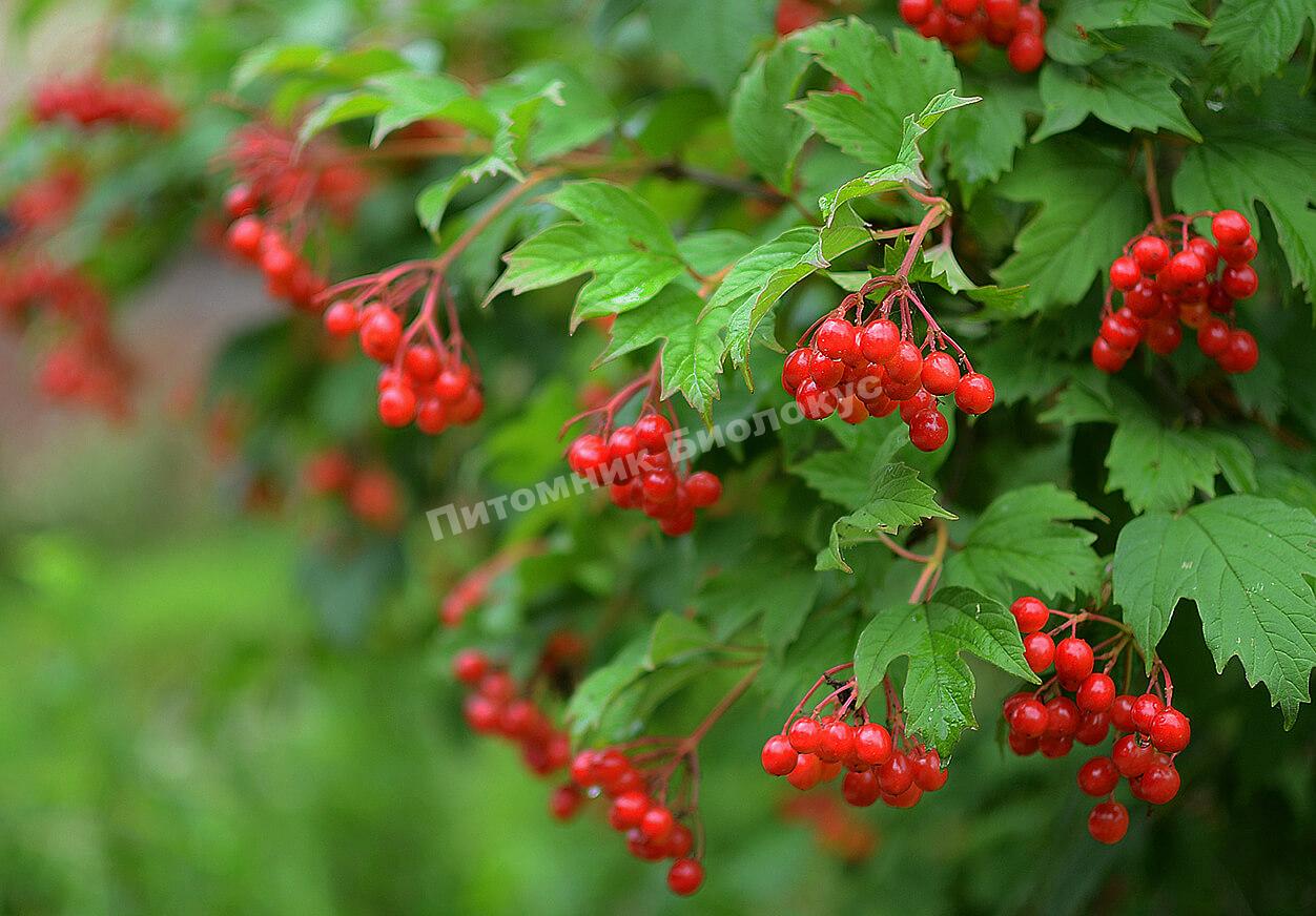 Калина Аврора