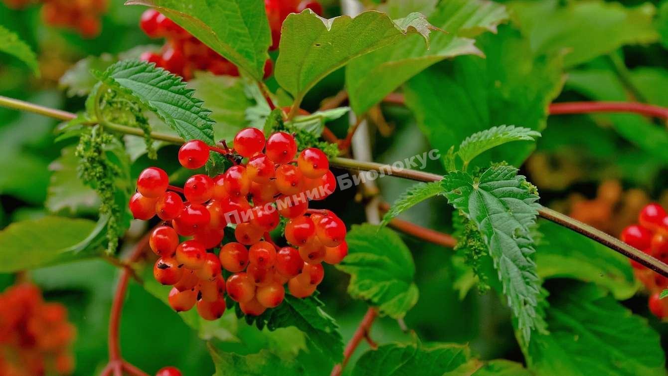 Калина Дачная