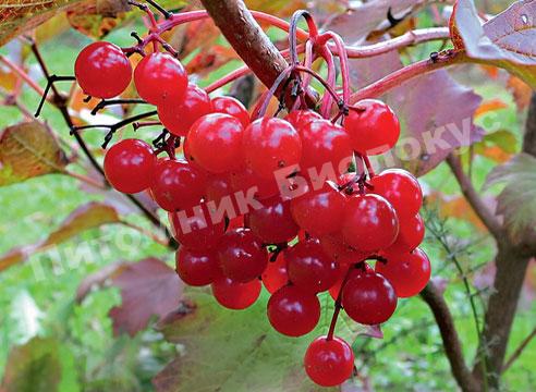 Калина Красный коралл