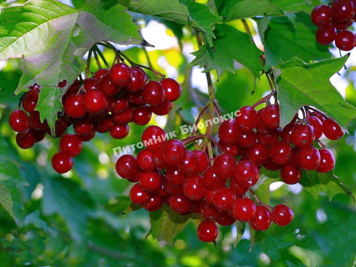 Калина Ленинградская отборная