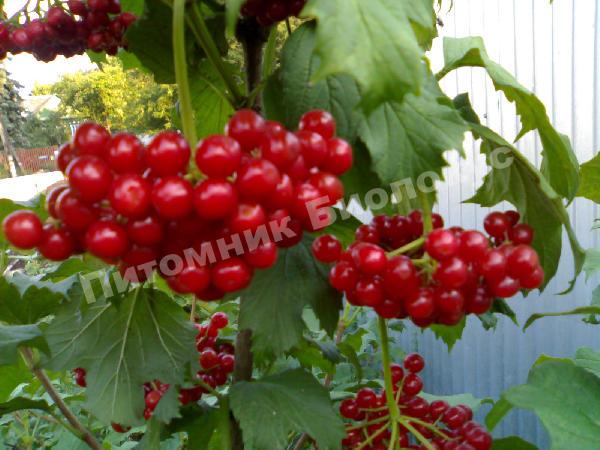 Калина Майская сладкая