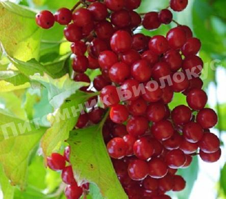 Калина Мичуринская