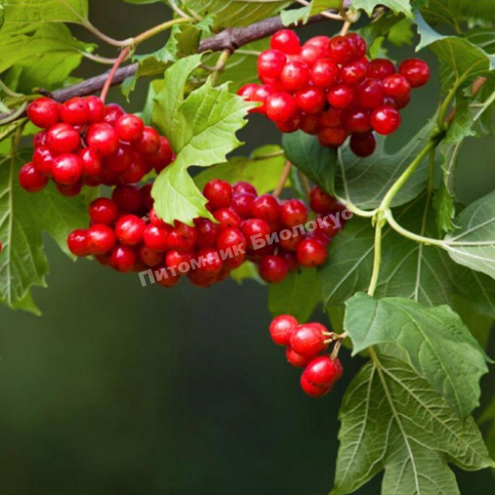 Калина Монгольская