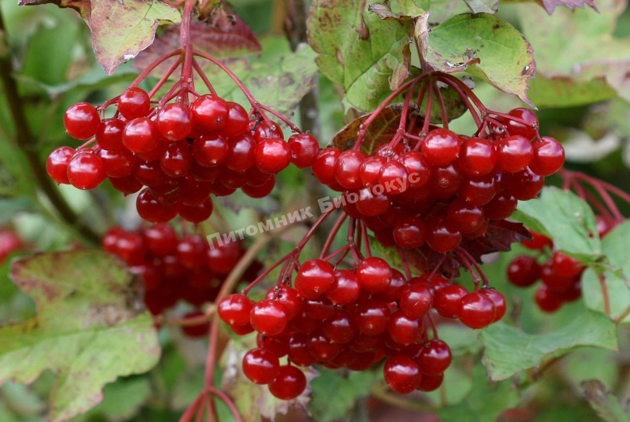 Калина Отборная