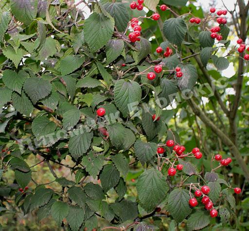 Калина Райта