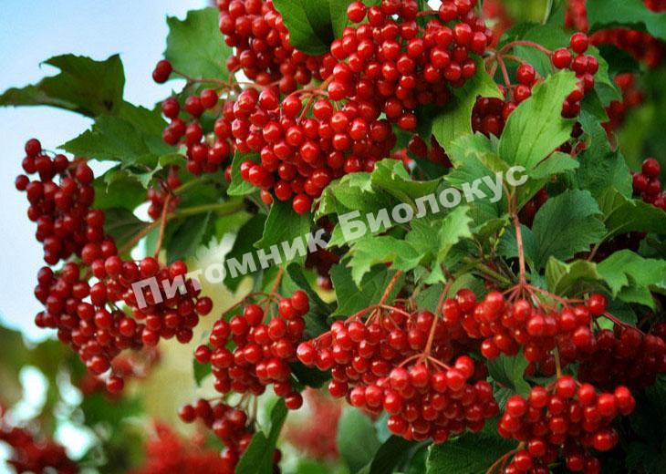 Калина Красная гроздь