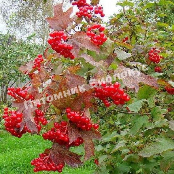 Калина Зарница