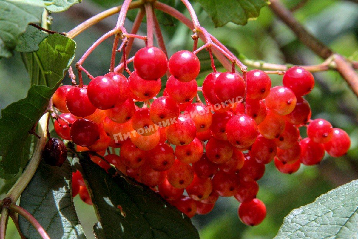 Калина Соузга