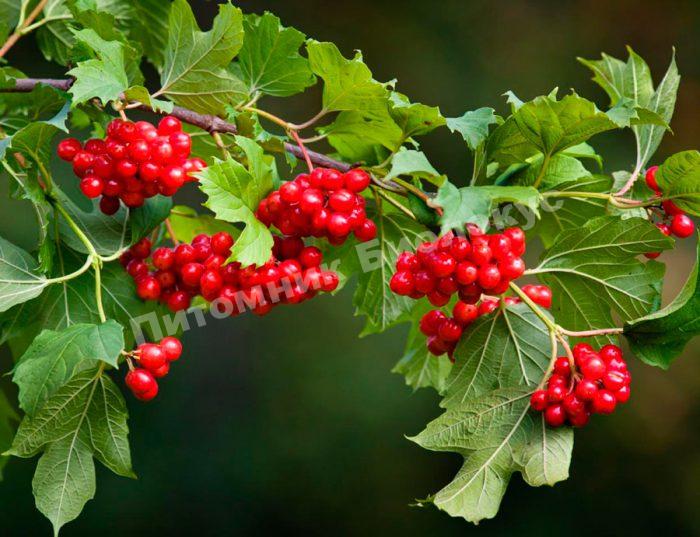 Калина Суйга