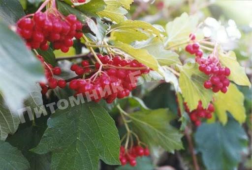 Калина Трехлопастная