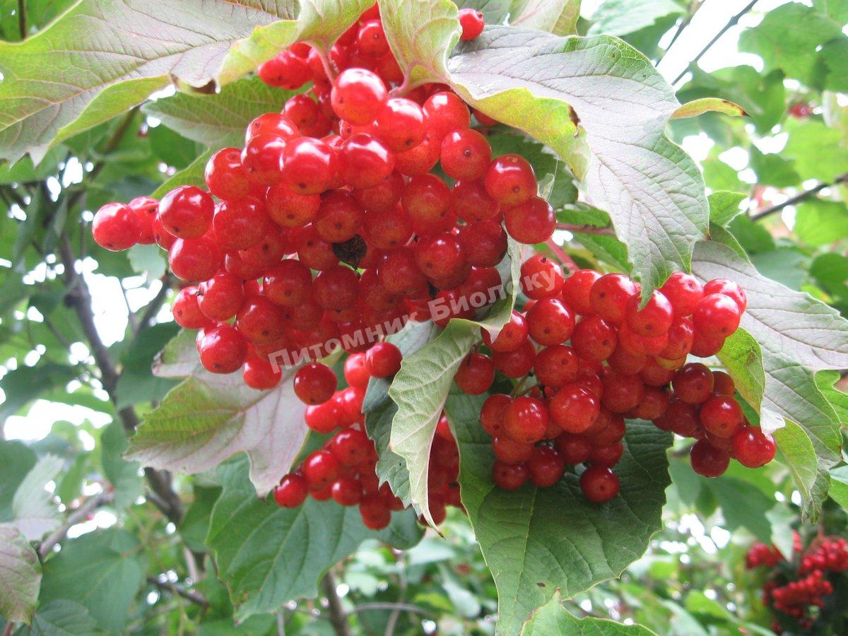 Калина Вигоровская