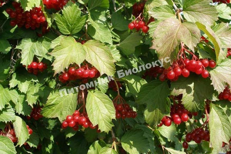 Калина Жолобовская