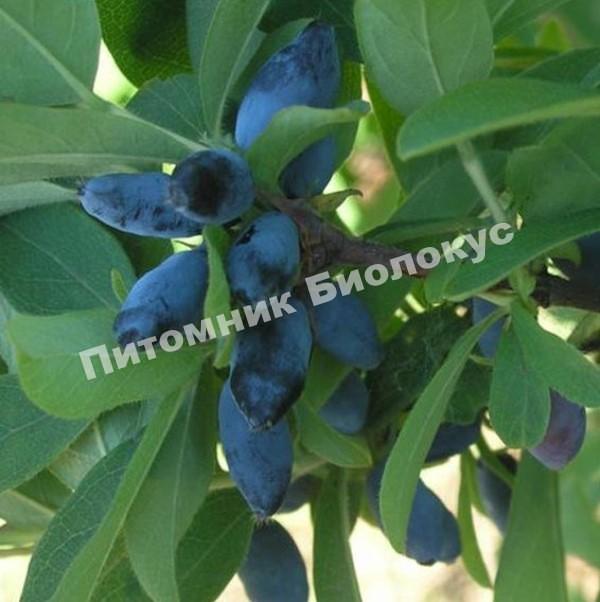 Жимолость Камчадалка