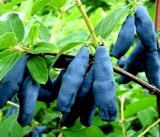 Жимолость камчатская Карина