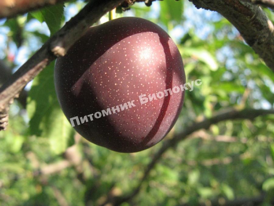 Алыча Карасу (Дюймовочка)