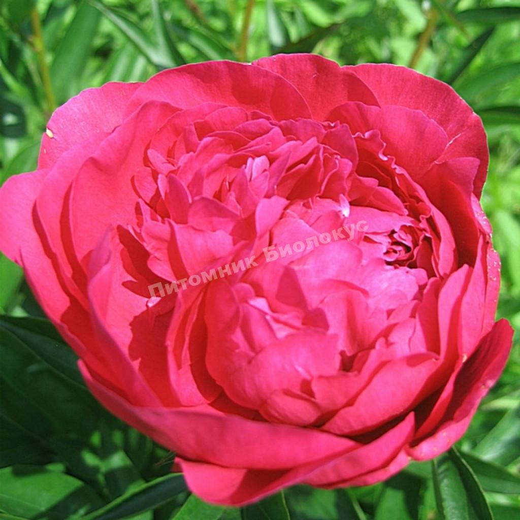 Пион травянистый Канзас