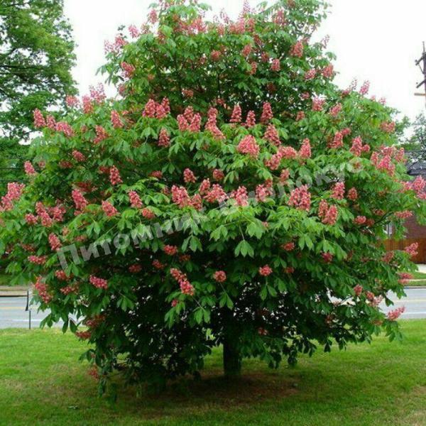 Каштан конский мясо-красный Бриоти