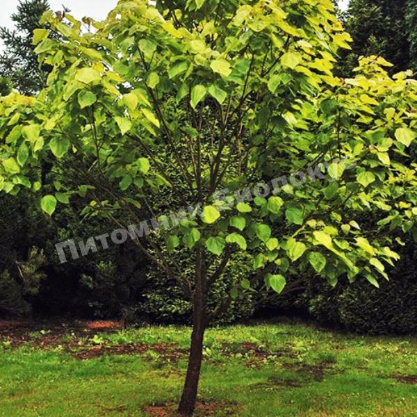 Катальпа бигнониевидная Кене