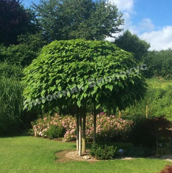 Катальпа Нана