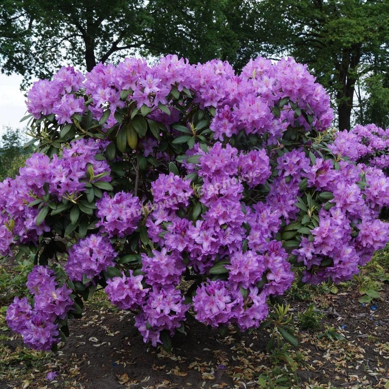 Рододендрон Катевбиенский