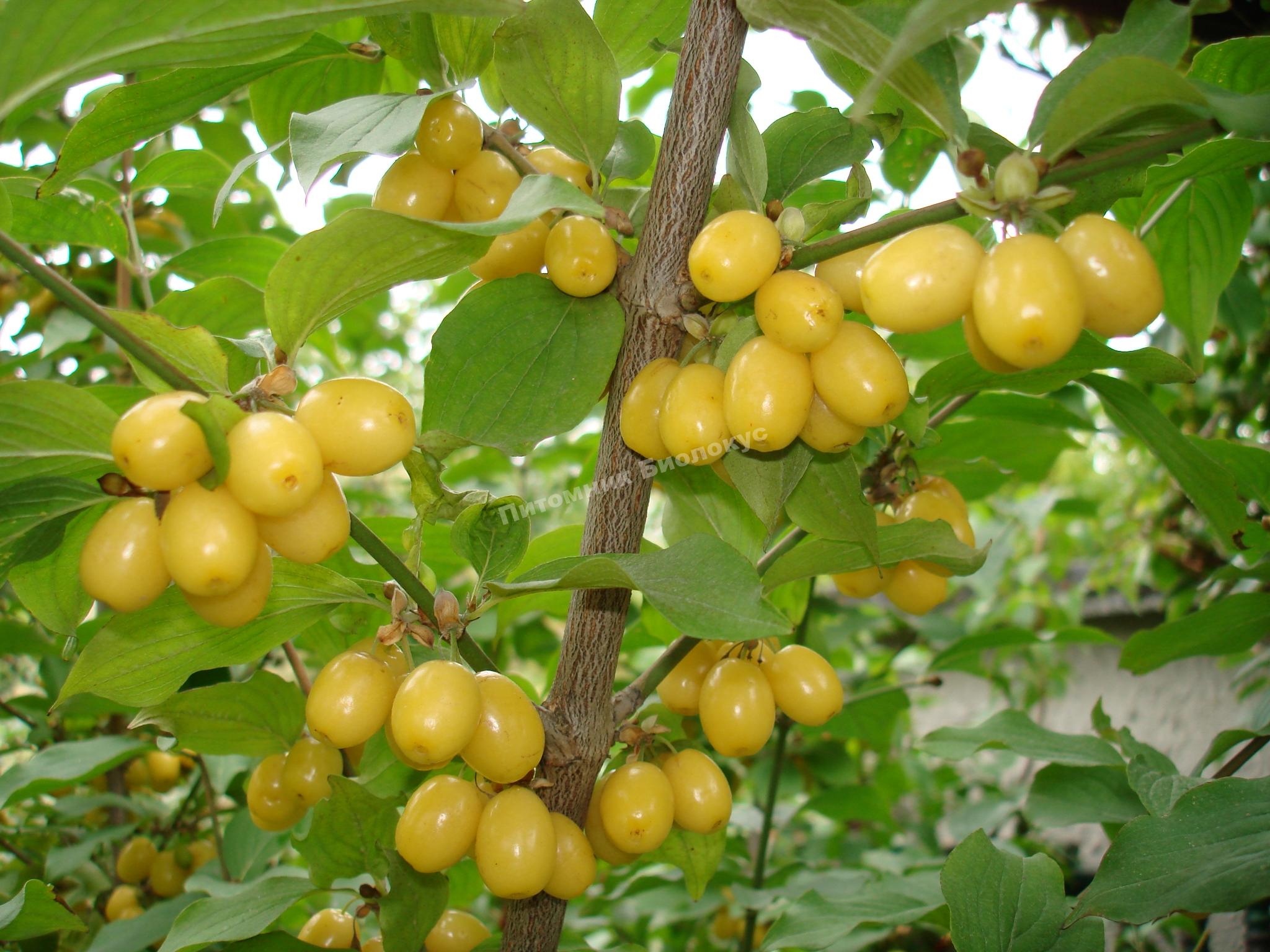 Кизил Алеша