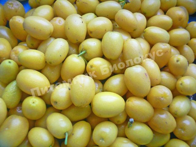 Кизил Белый