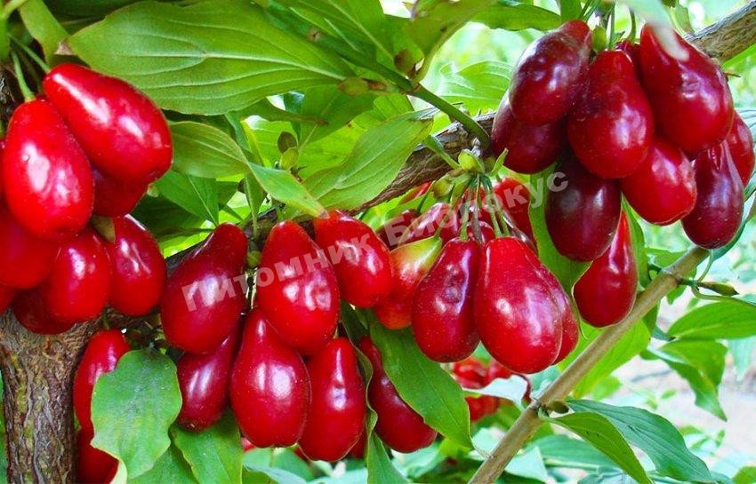 Кизил Билда