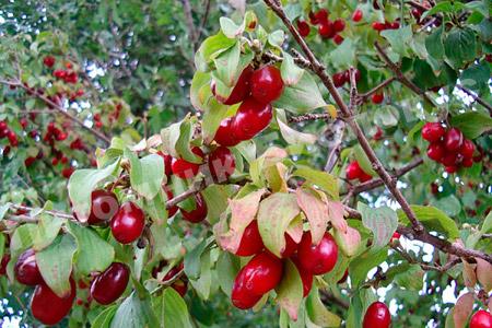 Кизил Дерен Мужской