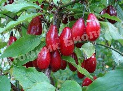 Кизил Дикий