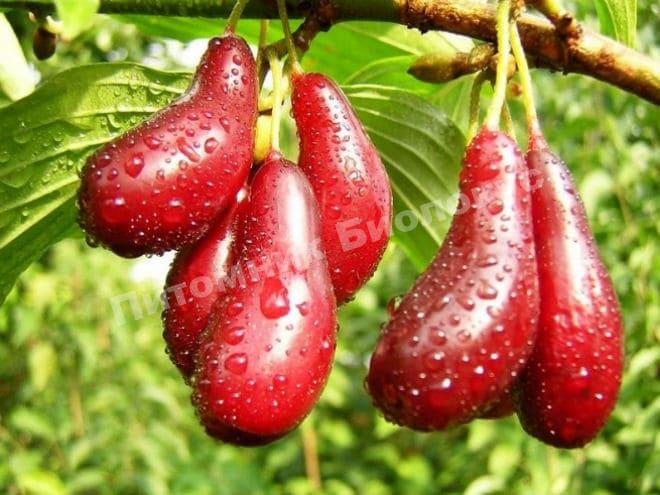 Кизил Джолико