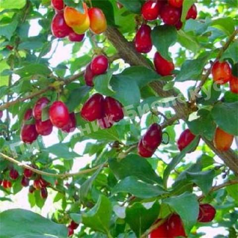 Кизил Экзотический