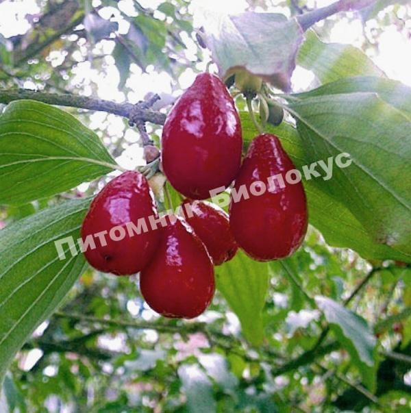 Кизил Евгения