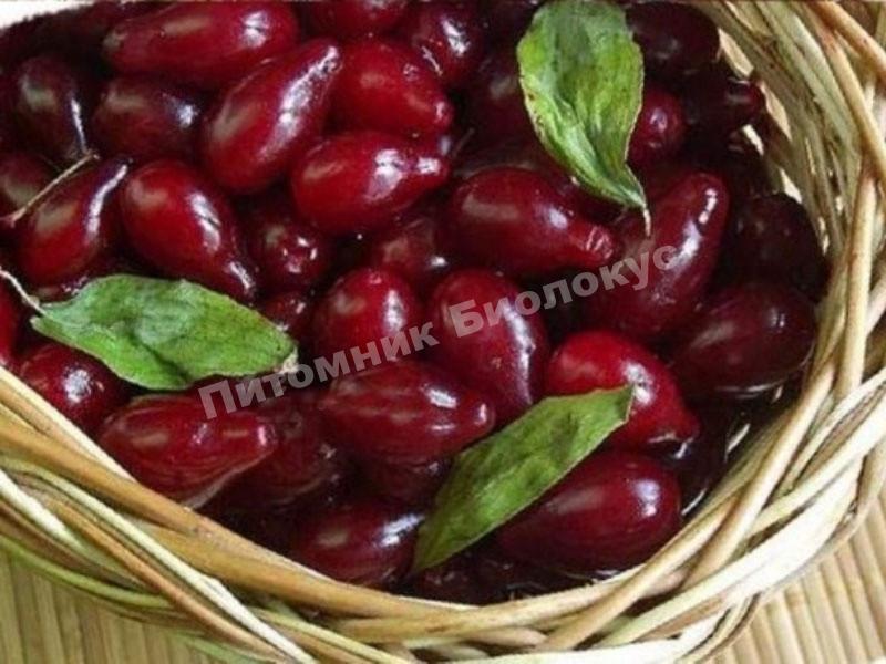 Кизил Гренадер