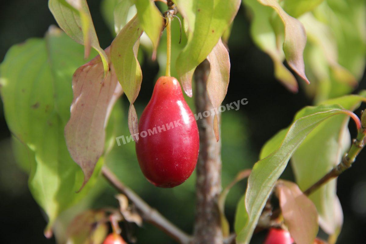 Кизил Коралловый Марка