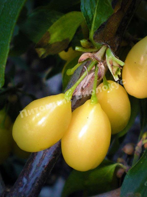 Кизил Нежный